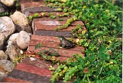 ste_veronique Grenouille 1